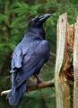 Krokar_Raven_Corvus_corax_02.jpg