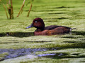 Kostanjevka_Ferruginous_Duck_Aythya_ferina_03.jpg