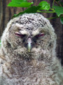 Lesna_sova_Tawny_owl_03.jpg