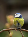 Plavcek_Blue_tit_12.jpg
