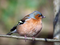 Scinkavec_Chaffinch_08.jpg