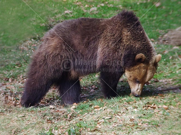 Klikni za ogled večje slike
