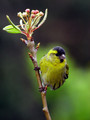 Cizek_Siskin_Carduelis_spinus__10.jpg