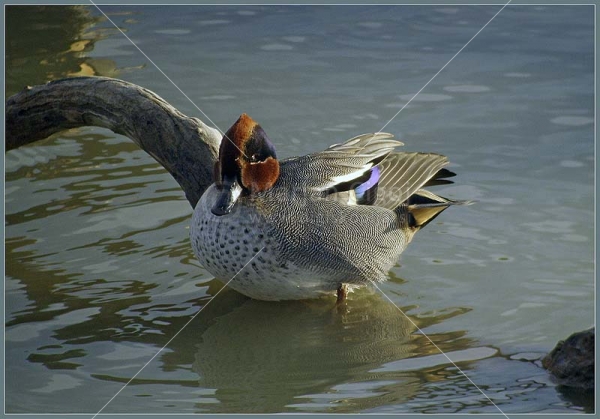 Klikni za ogled večje slike