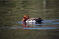 Tatarska_zvizgavka_Red_crested_pochard_Neta_rufina_01.jpg