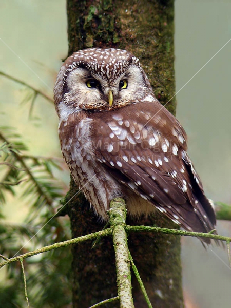 Klikni za ogled večje slike