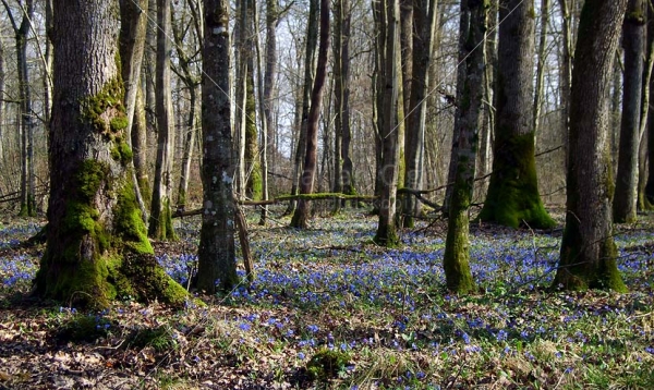 Klikni za ogled večje slike