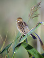 Trstni_strnad_Reed_bunting_11.jpg