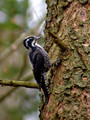 Triprsti_detel_Three_toed_woodpecker_picoides_tridactylus_01.jpg