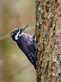 Triprsti_detel_Three_toed_woodpecker_picoides_tridactylus_02.jpg