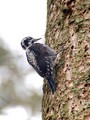 Triprsti_detel_Three_toed_woodpecker_picoides_tridactylus_03.jpg