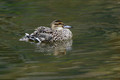 Reglja_Garganey_06.jpg