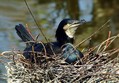 Veliki_kormoran_Cormorant_08.jpg