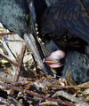 Veliki_kormoran_Cormorant_11.jpg