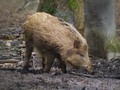 Divji_prasic_wild_boar_05.jpg