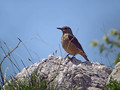 Slegur_Rock_thrush_Monticola_saxatilis_Drozgi_Turdidae_02.jpg