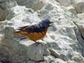 Slegur_Rock_thrush_Monticola_saxatilis_Drozgi_Turdidae_03.jpg