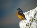 Slegur_Rock_thrush_Monticola_saxatilis_Drozgi_Turdidae_05.jpg