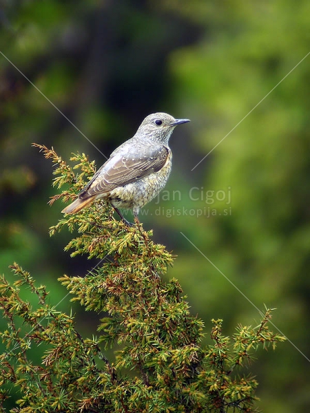 Klikni za ogled večje slike