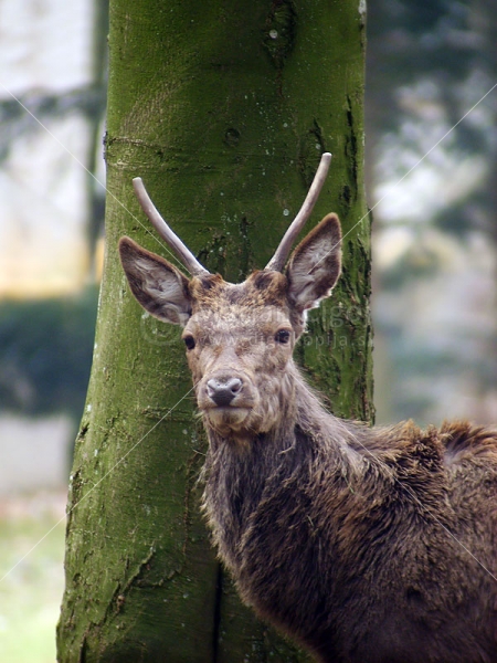 Klikni za ogled večje slike