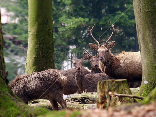Klikni za ogled večje slike