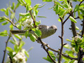 Grahasta_penica_Barred_warbler_Sylvia_nisoria_Penice_Sylviidae_05.jpg