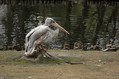Kodrasti_pelikan_Dalmatian_pelican_Pelecanus_crispus_Pelikani_Pelecanidae_01.jpg