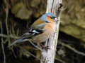 Scinkavec_Chaffinch_10.jpg