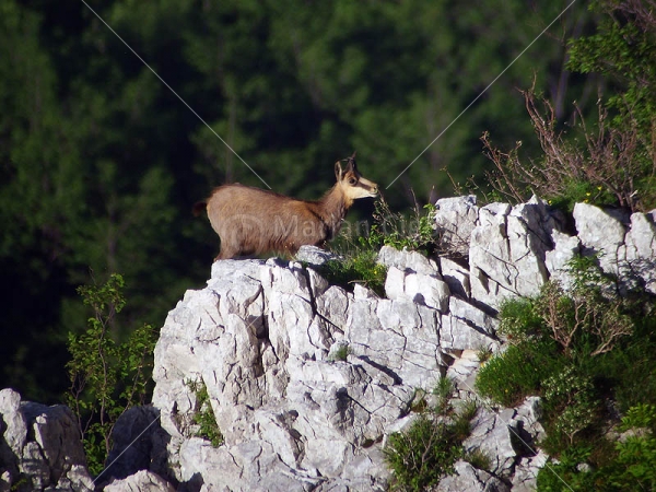 Klikni za ogled večje slike