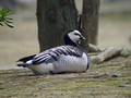 Belolicna_gos_Barnacle_goose_Branta_leucopcis_Gosi_Anatidae_01.jpg