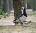 Belolicna_gos_Barnacle_goose_Branta_leucopcis_Gosi_Anatidae_02.jpg