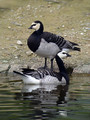 Belolicna_gos_Barnacle_goose_Branta_leucopcis_Gosi_Anatidae_03.jpg