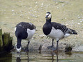 Belolicna_gos_Barnacle_goose_Branta_leucopcis_Gosi_Anatidae_04.jpg