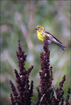 Grilcek_Serin_07.jpg