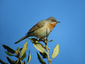 Tascicna_penica_Subalpine_warbler_05.jpg