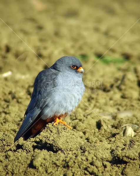 Klikni za ogled večje slike