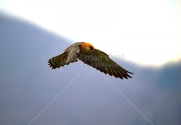 Klikni za ogled večje slike