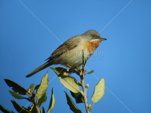 Klikni za ogled večje slike