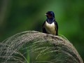 Kmecka_lastovka_Barn_swallow_06.jpg
