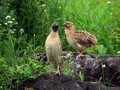 Prepelica_Ouail_Coturnix_coturnix_Poljske_kure_Phasianidae_02.jpg