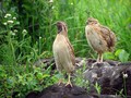 Prepelica_Ouail_Coturnix_coturnix_Poljske_kure_Phasianidae_03.jpg