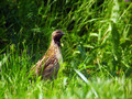 Prepelica_Ouail_Coturnix_coturnix_Poljske_kure_Phasianidae_05.jpg