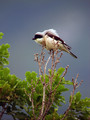 crnoceli_srakoper_Lesser_grey_shrike_Lanius_minor_srakoperji_Laniidae_01.jpg
