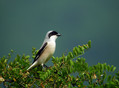 crnoceli_srakoper_Lesser_grey_shrike_Lanius_minor_srakoperji_Laniidae_03.jpg
