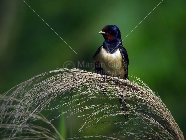 Klikni za ogled večje slike