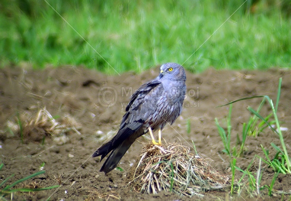 Klikni za ogled večje slike