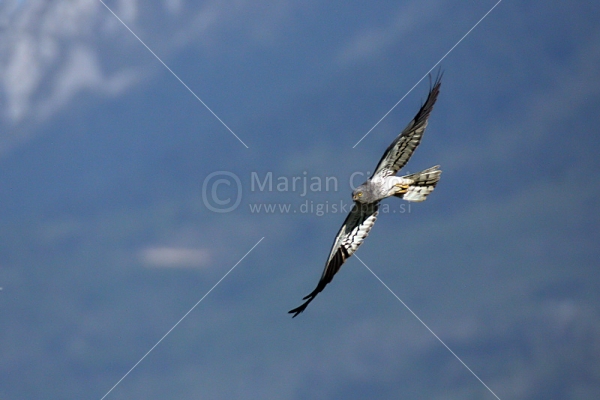 Klikni za ogled večje slike