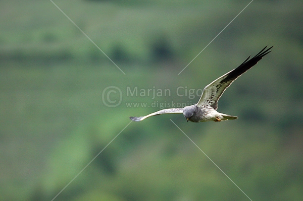 Klikni za ogled večje slike