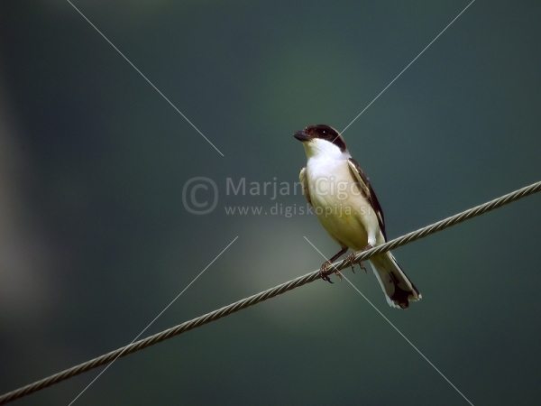 Klikni za ogled večje slike
