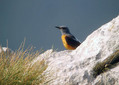 Slegur_Rock_thrush_Monticola_saxatilis_Drozgi_Turdidae_08.jpg